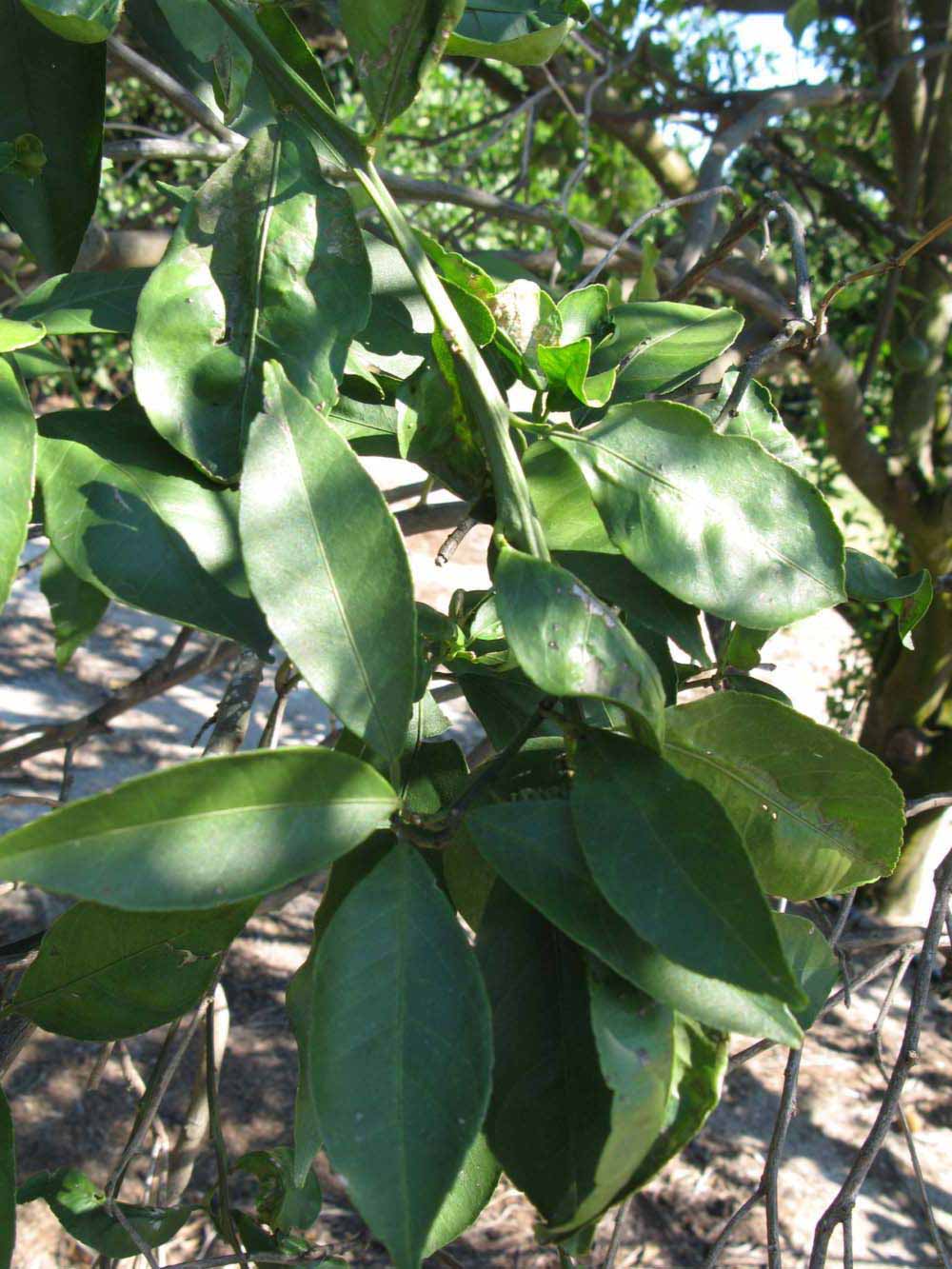              Shade leaves (Winter Haven, FL)       